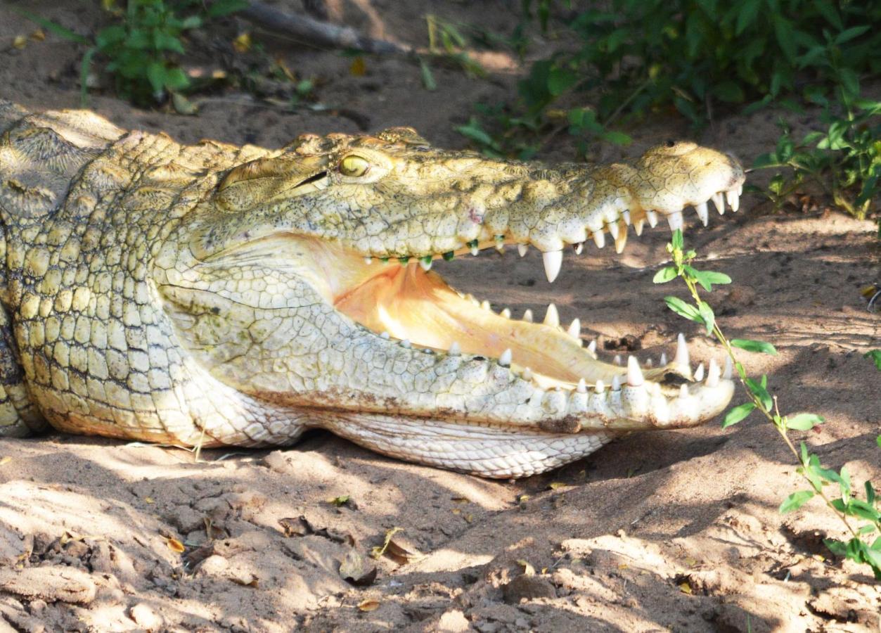 Crocodile Pools Resort Gaborone Buitenkant foto