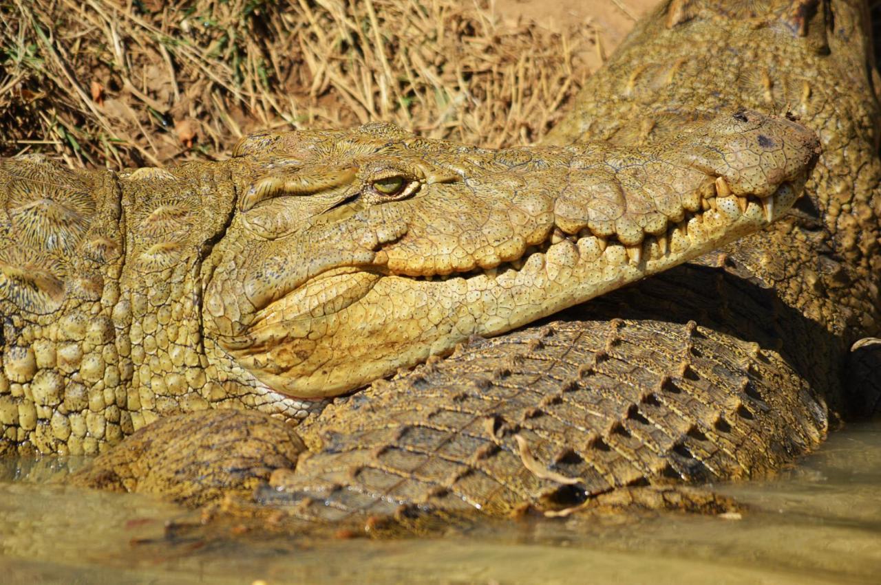 Crocodile Pools Resort Gaborone Buitenkant foto